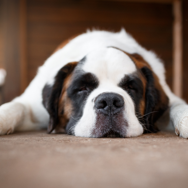 Addison's Disease in Dogs