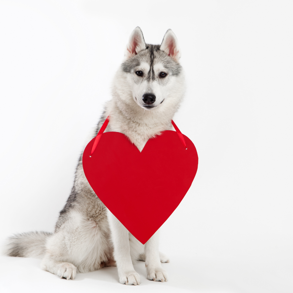 Congestive Heart Failure in dogs