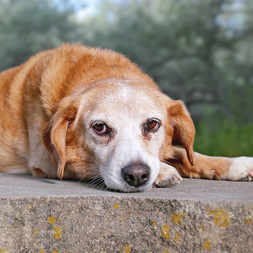 Cushing’s Disease in Dogs: Symptoms, Causes, and Treatments