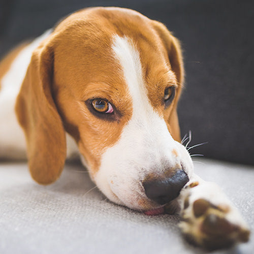 Dog Allergies: Symptoms, Causes, Testing, and Treatments