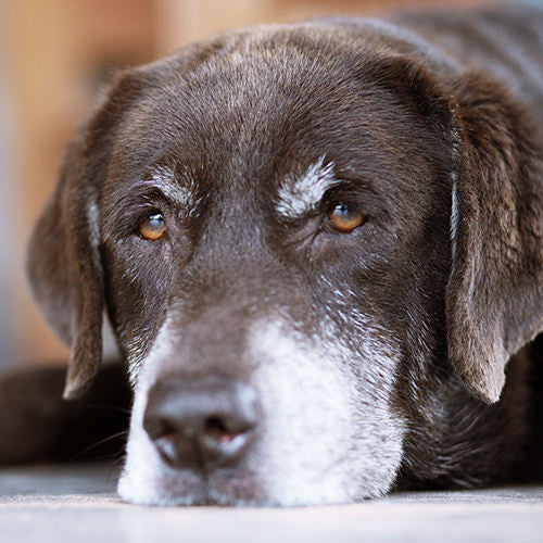 Dog Arthritis: Symptoms, Causes, and Treatments