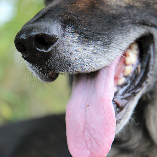 Bad Breath in Dogs: Causes, Treatments, and Prevention