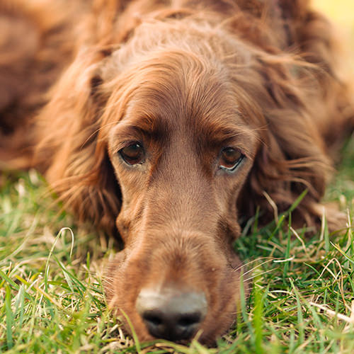 Bladder Infection in Dogs: Symptoms, Causes, and Treatments