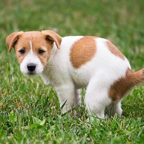 Dog Diarrhea: Symptoms, Causes, and Treatments