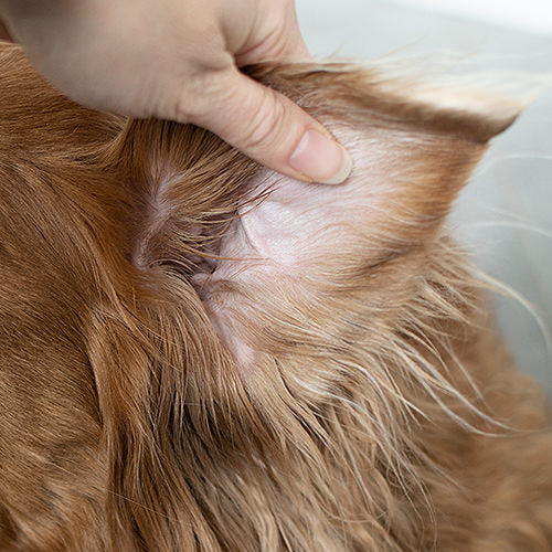 Dog Ear Infections: Symptoms, Causes, and Treatments
