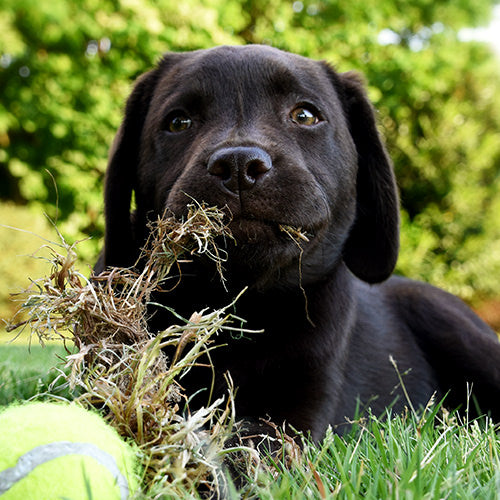 Why Do Dogs Eat Grass?