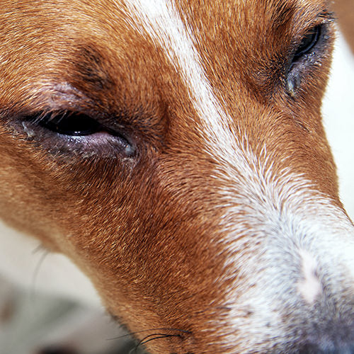 Eye Infection in Dogs: Symptoms, Causes, and Treatments