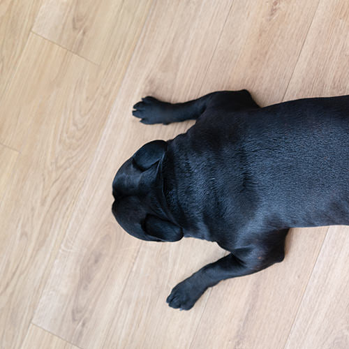 Gastroenteritis in Dogs: Symptoms, Causes, and Treatments