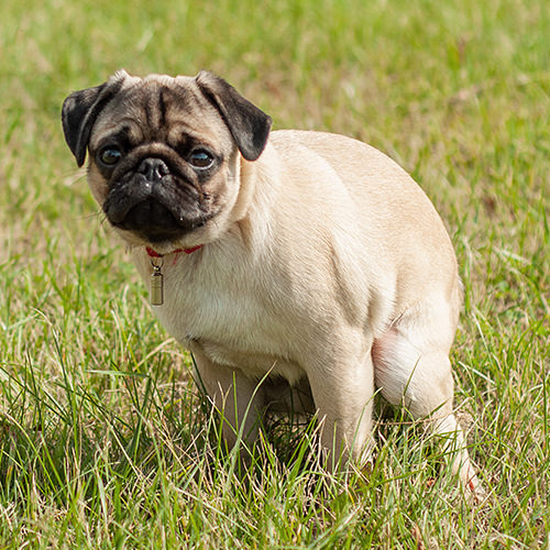 Improving Your Dog's Gut Health