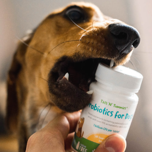 Frequently Asked Questions About Dog Probiotics