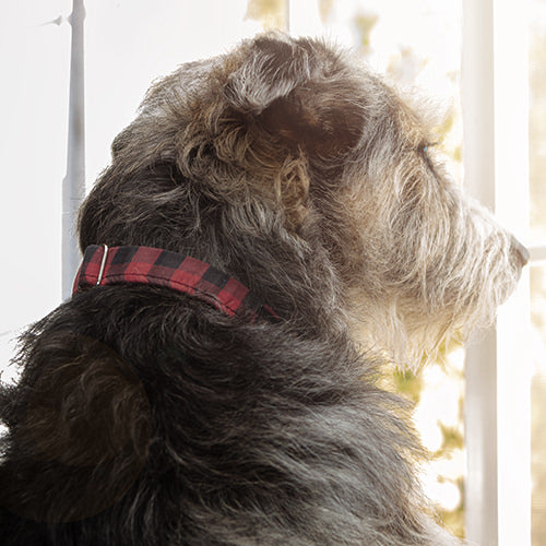 Separation Anxiety in Dogs