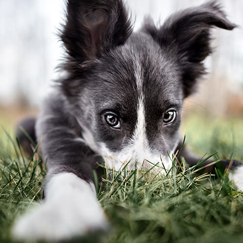 Dog Vomiting: Symptoms, Causes, and Treatments