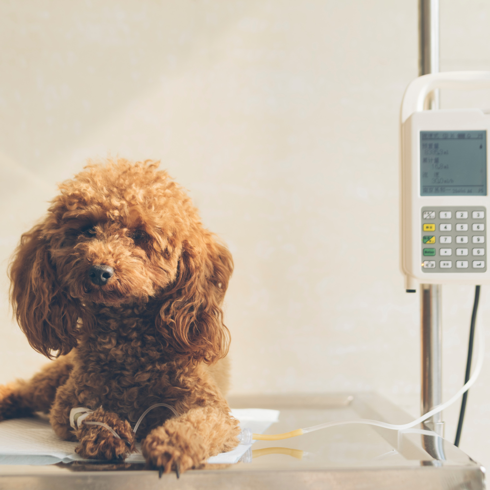 Parvovirus in Dogs: Symptoms, Causes, and Treatment – Tails 'N' Tummies