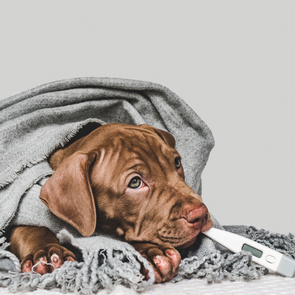 Pancreatitis in Dogs