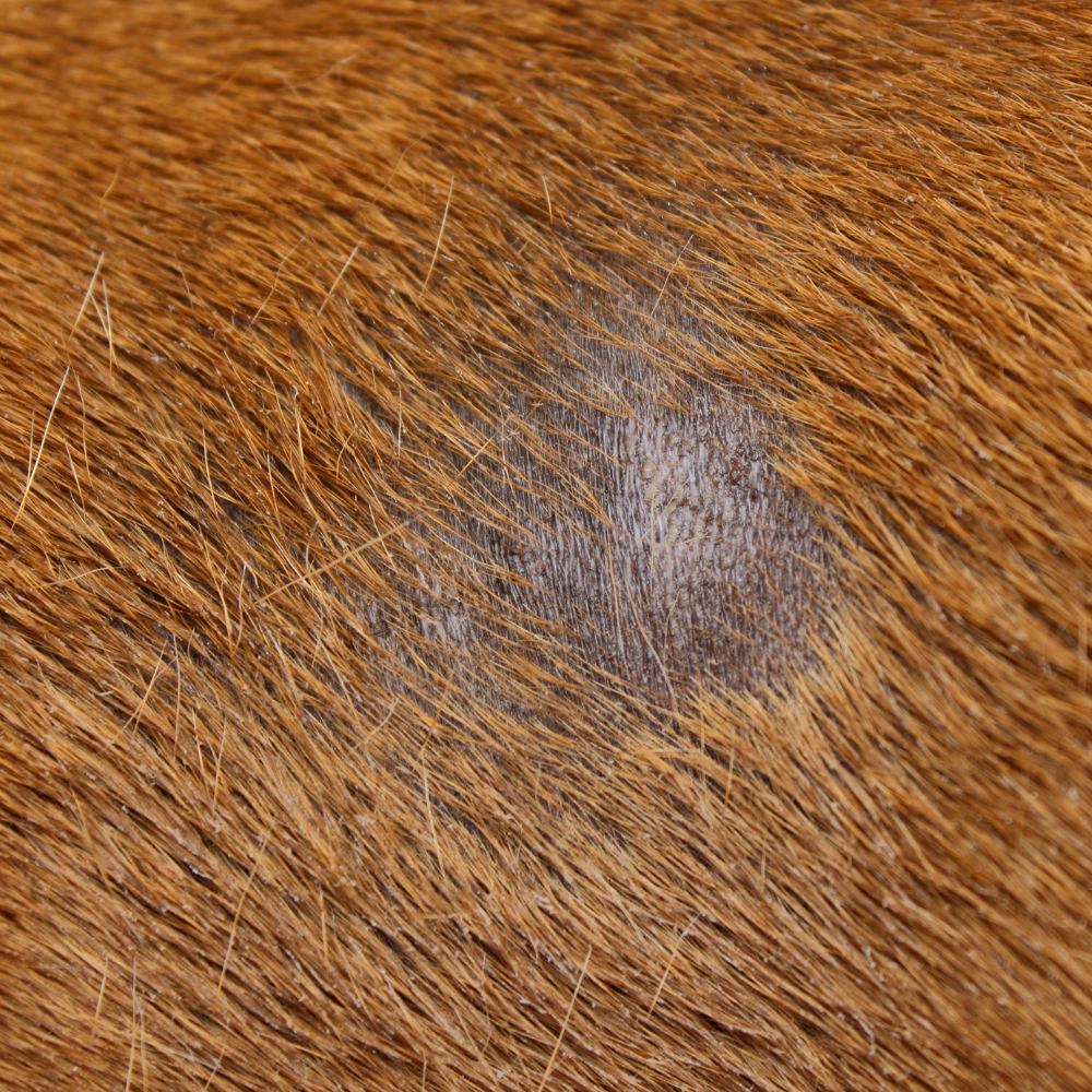Ringworm in Dogs