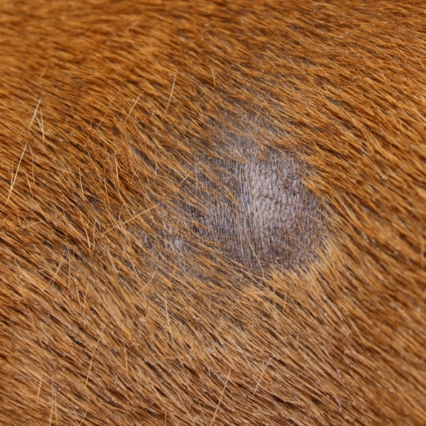 Ringworm in Dogs