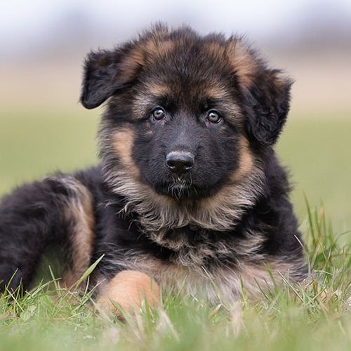 Giardia in Dogs: Symptoms and Treatments