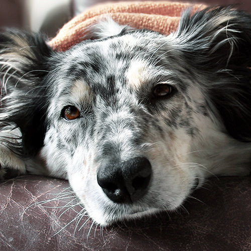 Heartworm in Dogs: Symptoms, Causes, and Treatment