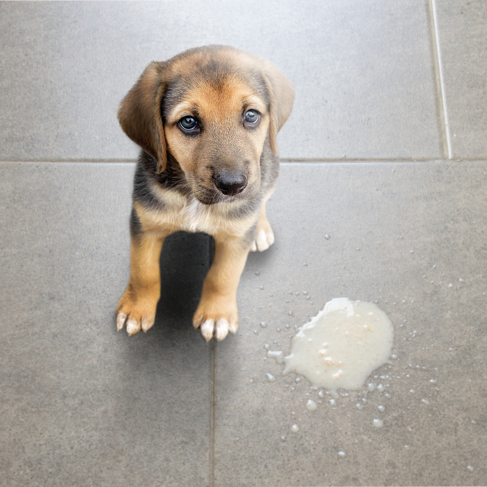 Hookworms in Dogs