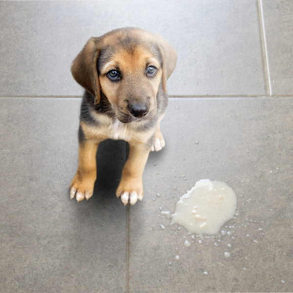 Hookworms in Dogs
