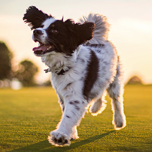 Is Glucosamine Good For Dogs?