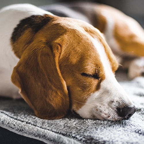 Is Melatonin Safe For Dogs?