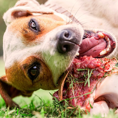 The Ultimate Guide to Raw Food Diet for Dogs