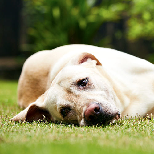 Urinary Tract Infection in Dogs: Symptoms, Causes, and Treatments