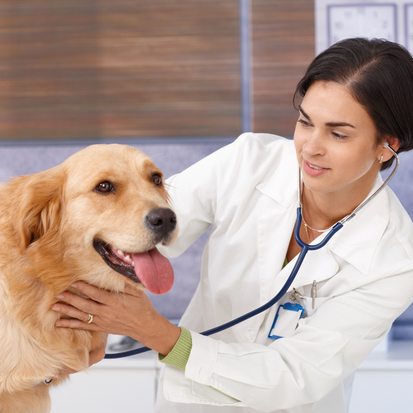 Hypothyroidism in Dogs
