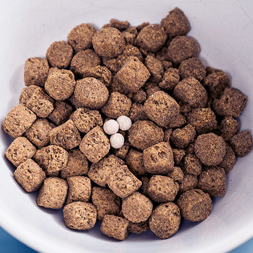 Probiotics in a dog bowl filled with food