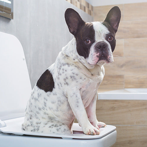 What Is Leaky Gut Syndrome in Dogs?