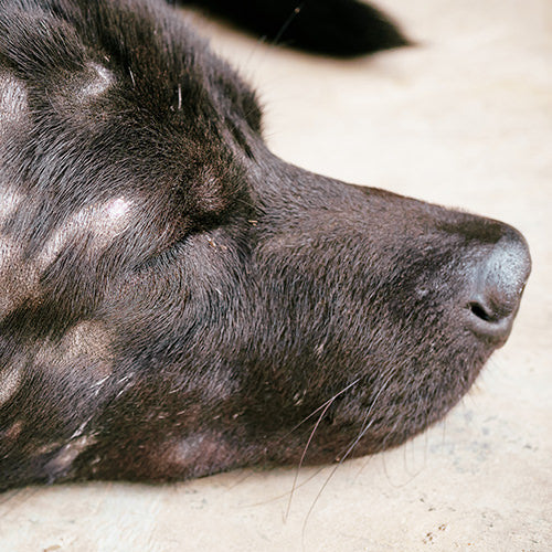 Yeast Infection in Dogs: Symptoms, Causes, and Treatments