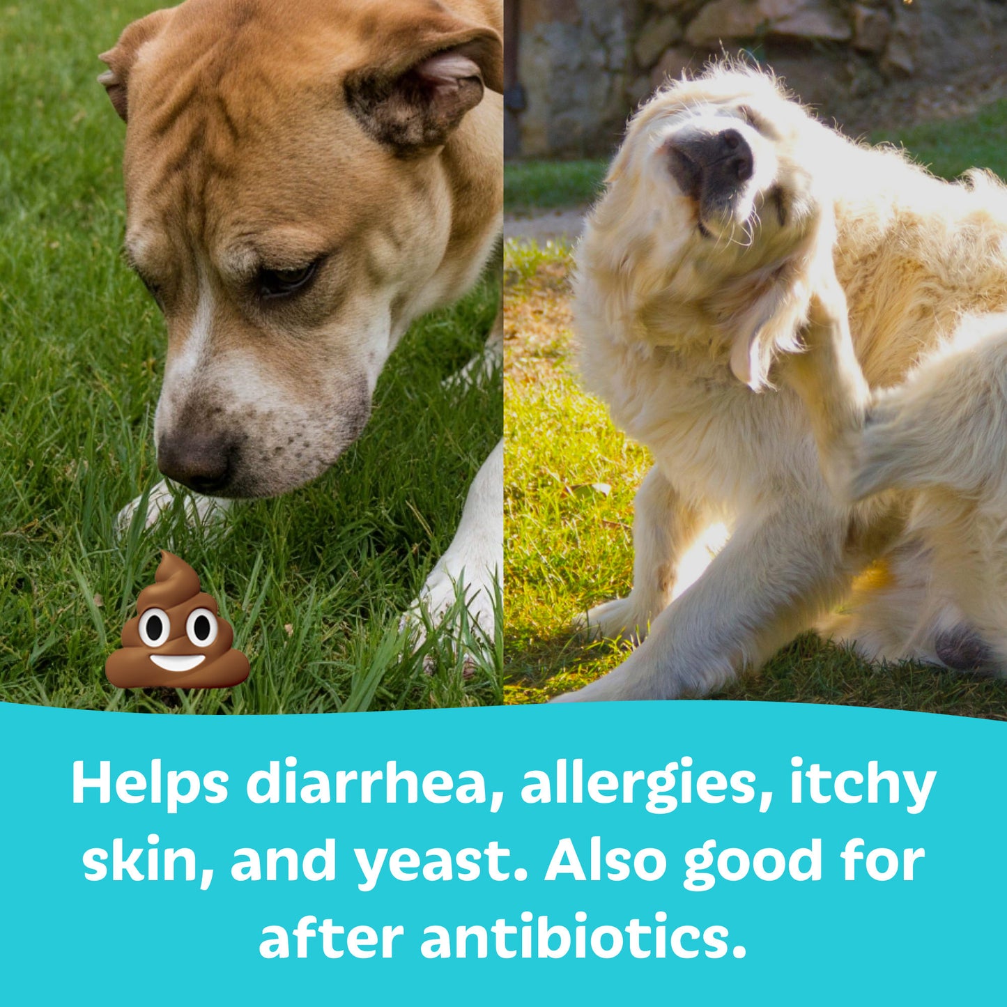 Probiotics for Dogs