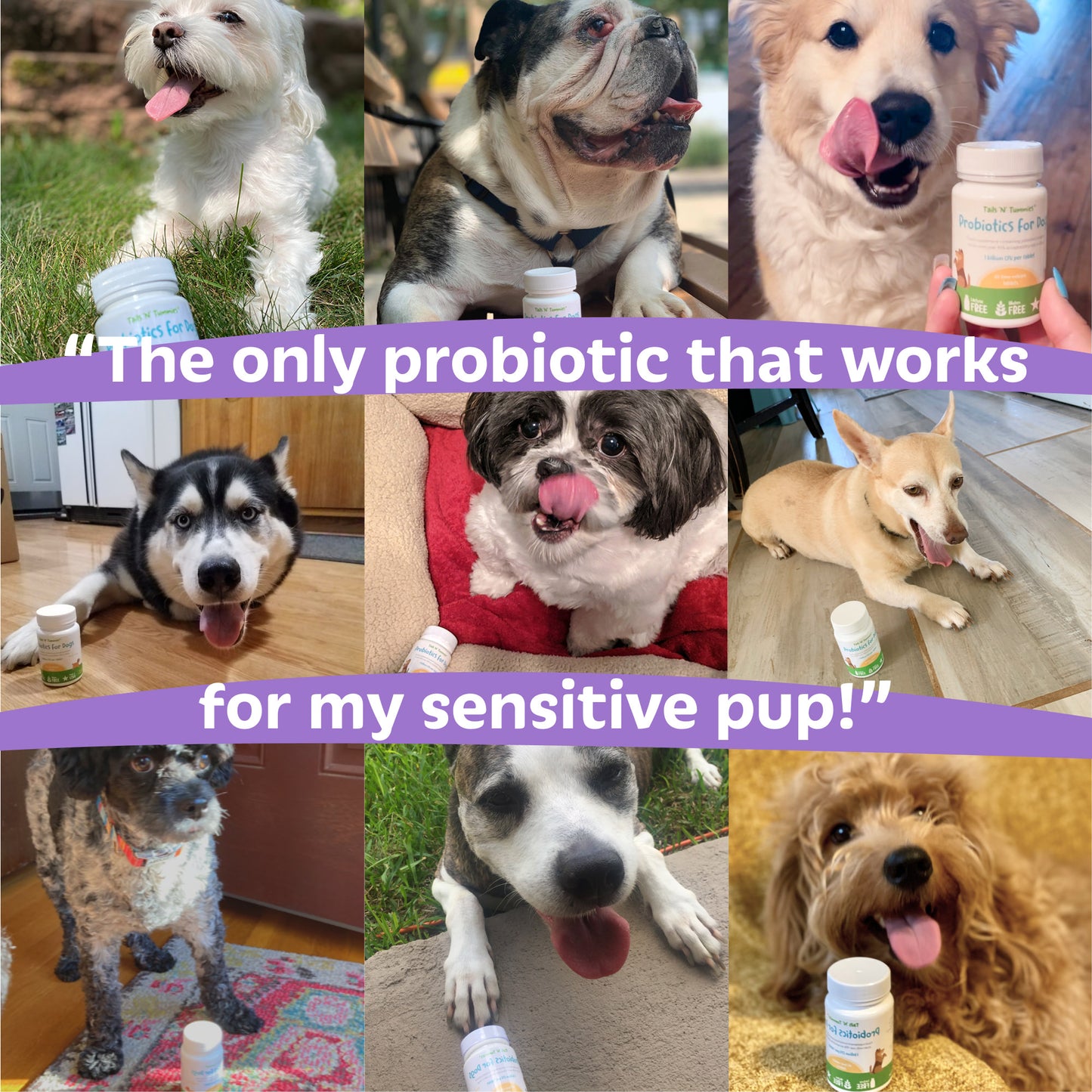 Probiotics for Dogs